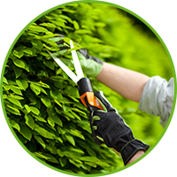 TREE AND SHRUB PRUNING