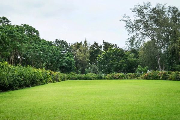 Wide view of a large, perfectly manicured green lawn framed by a lush, thick border of trees and tall shrubs under a cloudy sky.