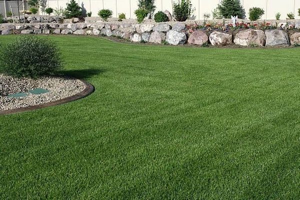 Close-up of a vibrant, healthy green lawn with a landscaped border of rocks, shrubs, and a short stone retaining wall.