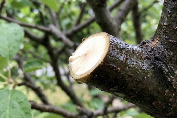 Tree services (4).jpg