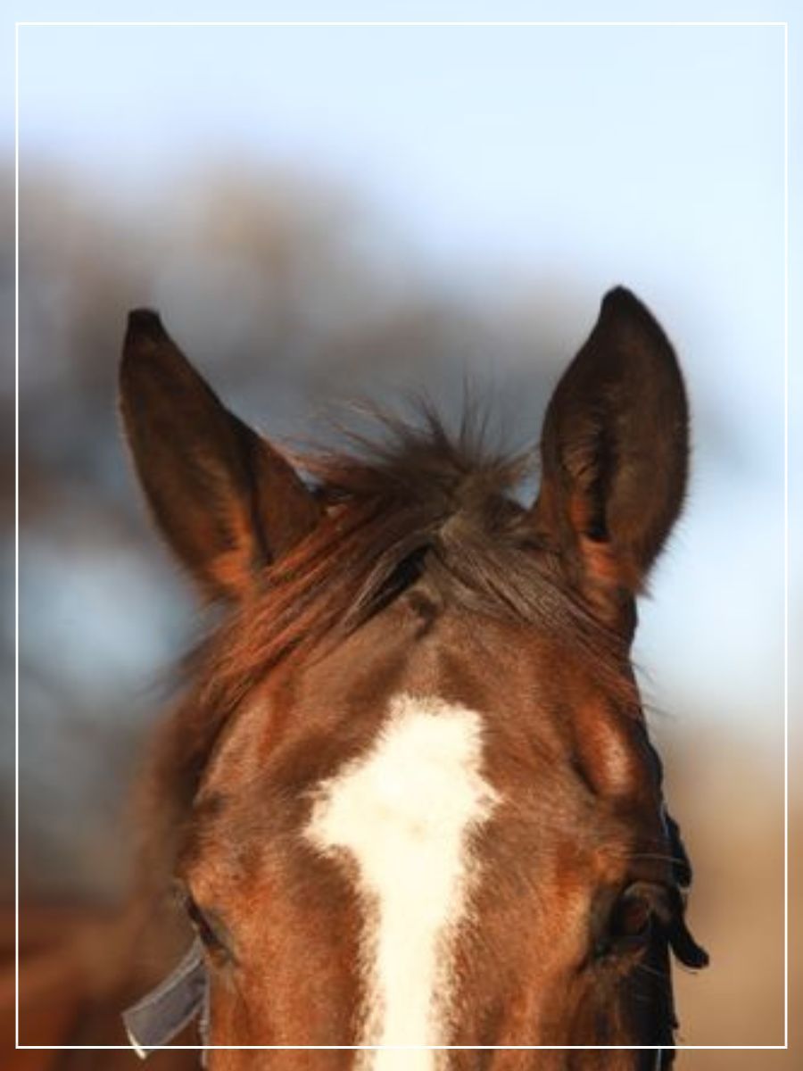 Horses for Sale - TW Viggo Gallery image 2.jpg