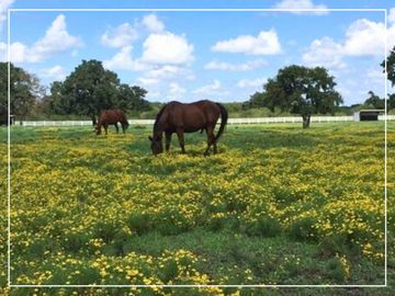 Horse Boarding