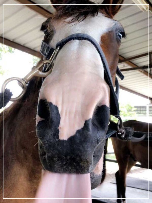 closeup of horse licking