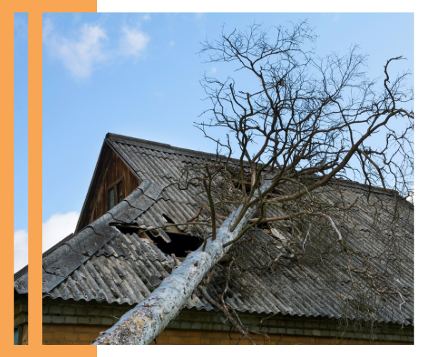 tree leaning on roof