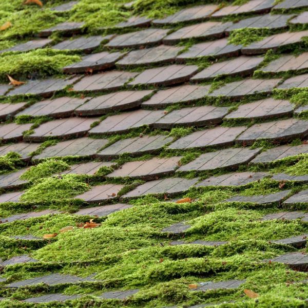Roof with overgrown moss and algae.