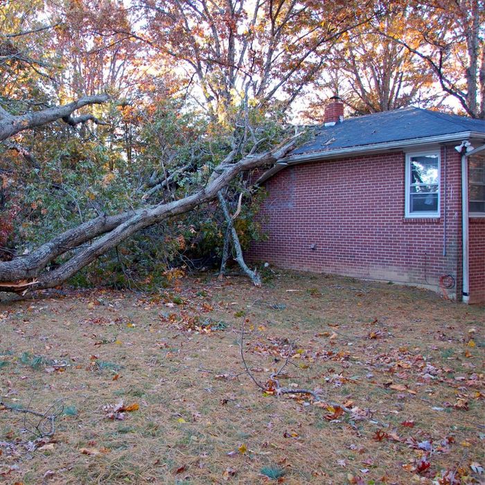 tree fell on house roof