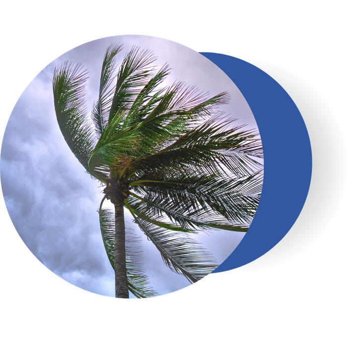 Palm tree blowing in wind