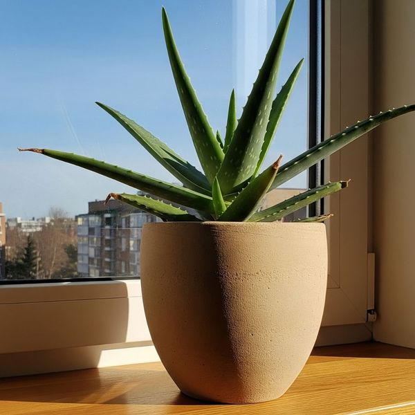 An aloe vera plant in a simple terracotta pot sitting on a bright, sunny apartment windowsill.