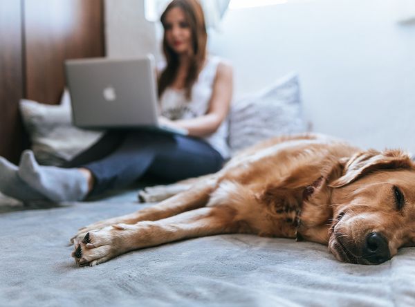 woman on a laptop with dog on the bed