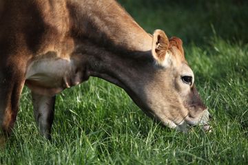 Our Stock Jersey Cow photo.jpg