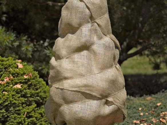 burlap wrapped tree.jpg