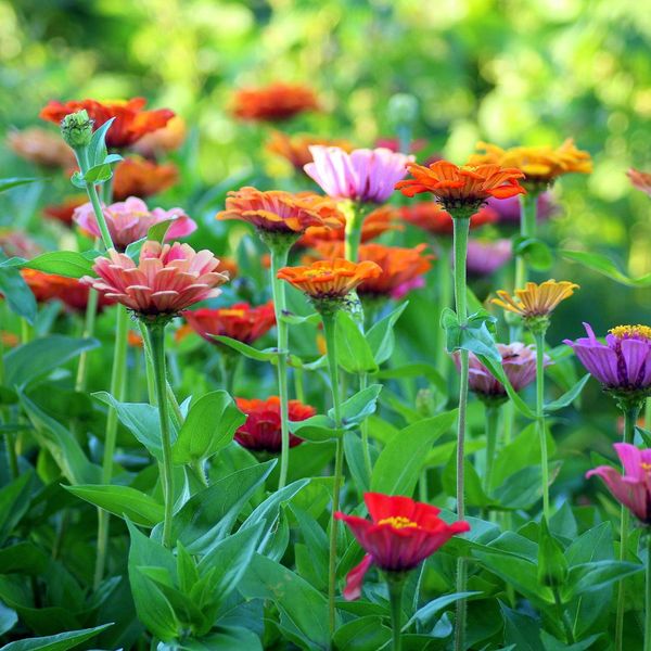 Community Garden_ Grow Together.jpg