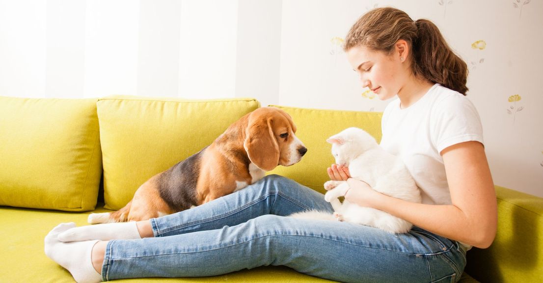M29173 - March 2024 - Mod Blitz Hero - Pet-Friendly Bliss.jpg