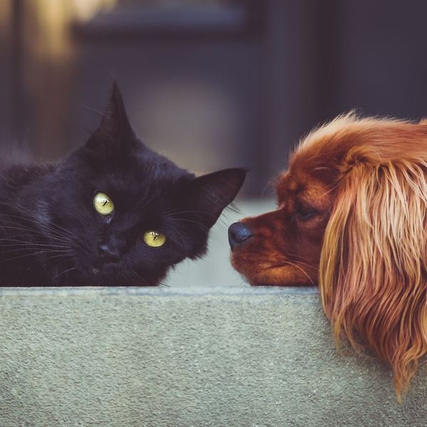 dog and cat