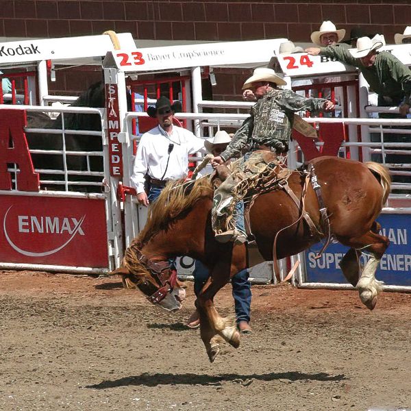 Greeley stampede rodeo