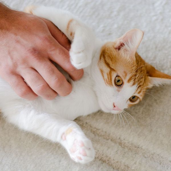 cat laying on the floor