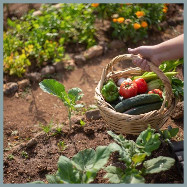 Cultivating Together in the Community Garden.jpg