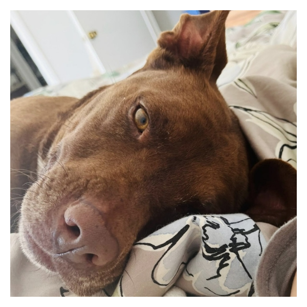 close up of a dog that was adopted