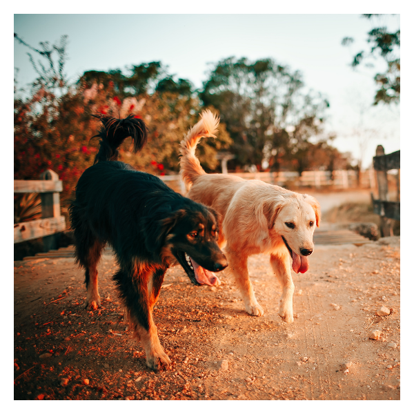 two happy dogs