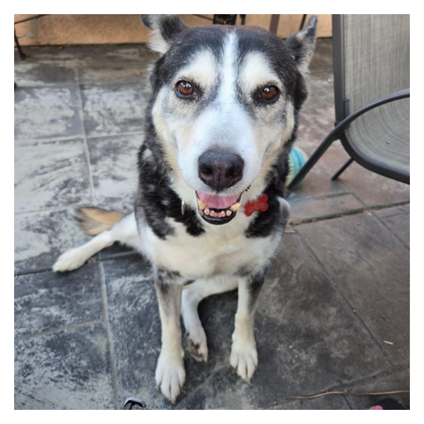 close up of a dog that was adopted