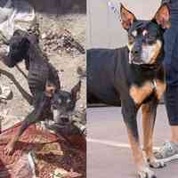 Valor Before and After.jpg