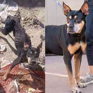 Valor Before and After.jpg