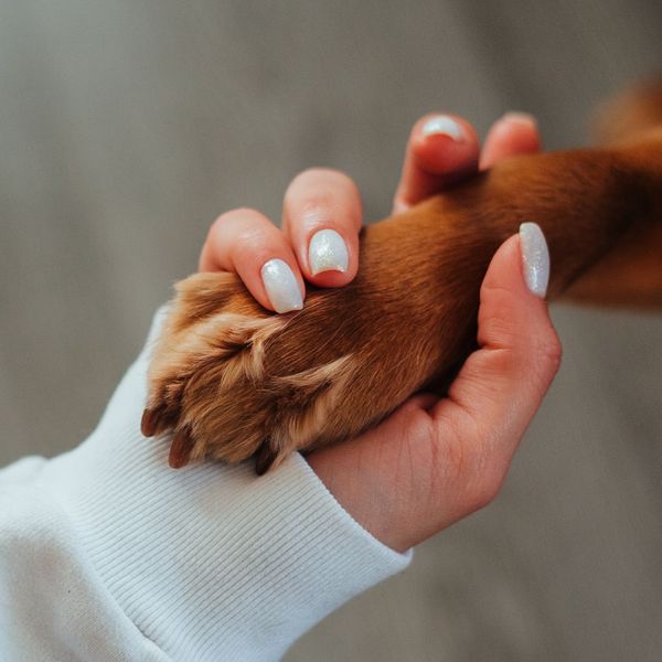 Dog owner holding a dog paw. Dog owner holding a dog paw.