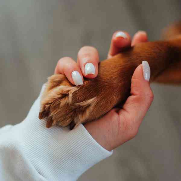 Dog owner holding a dog paw.