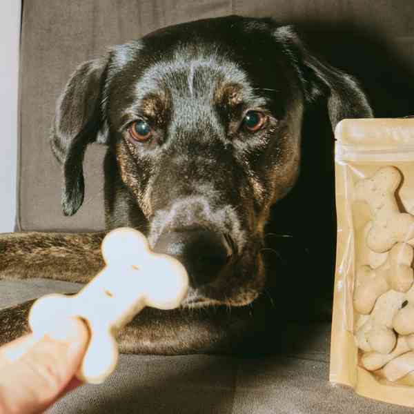 Dog eating a treat.