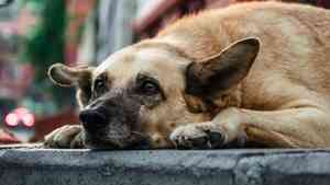 Anxious dog. Anxious dog.