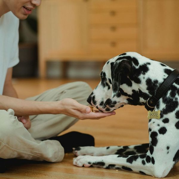 Dog eating a treat. Dog eating a treat.