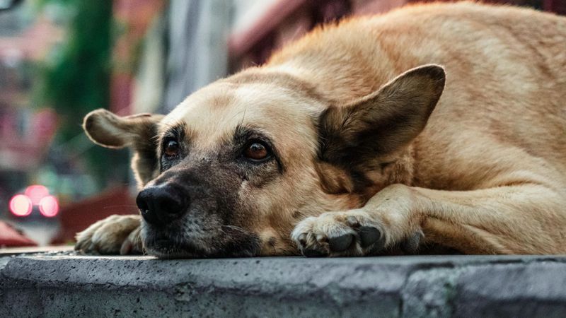 Anxious dog.