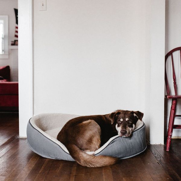 Dog in a cozy bed. Dog in a cozy bed.