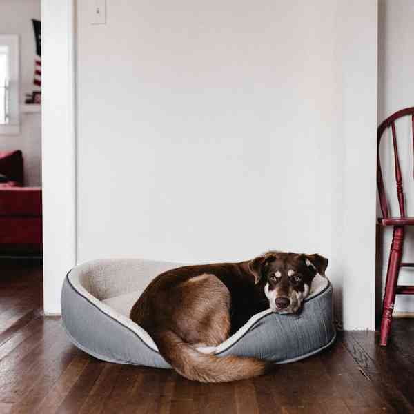 Dog in a cozy bed.