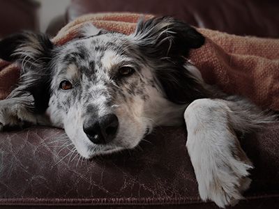 FOSTER