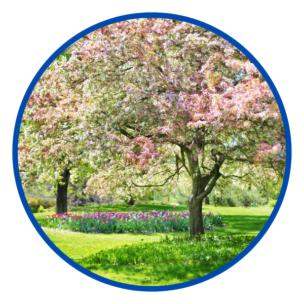 spring trees and flowers