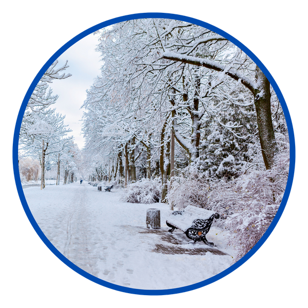 winter trees and park bench