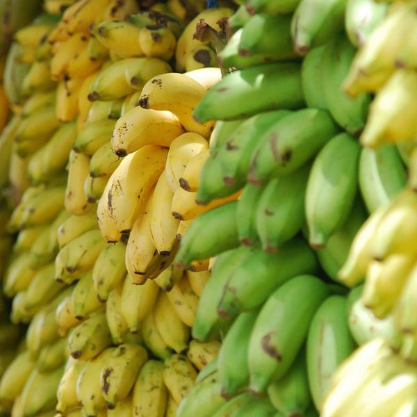 Bunches of unripe and ripe plantains.