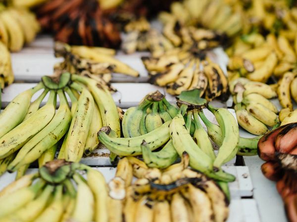 Bunches of plantains at a Jamaican food market.