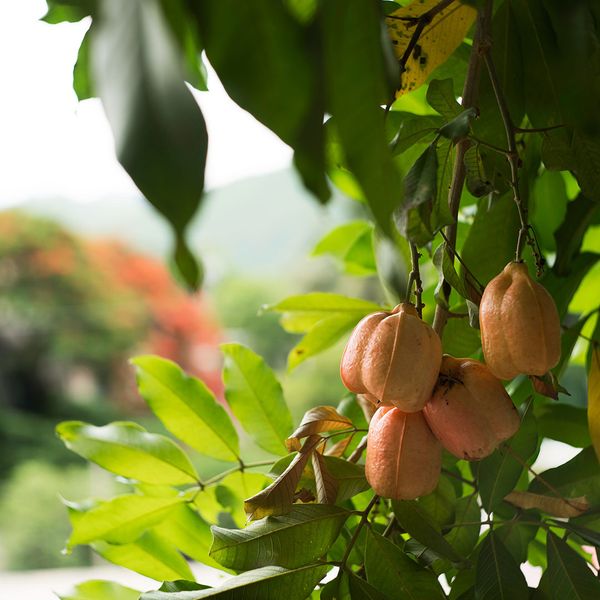 A tree bearing the ackee fruit, popular in Jamaican dishes.