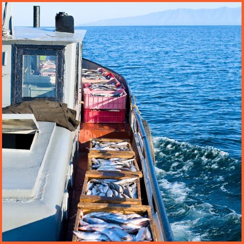 From Boat to Table The Journey of Fresh Catch Seafood-1.jpg