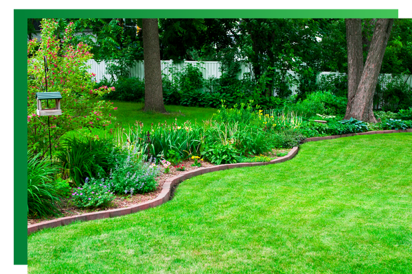 Green lawn and plants.