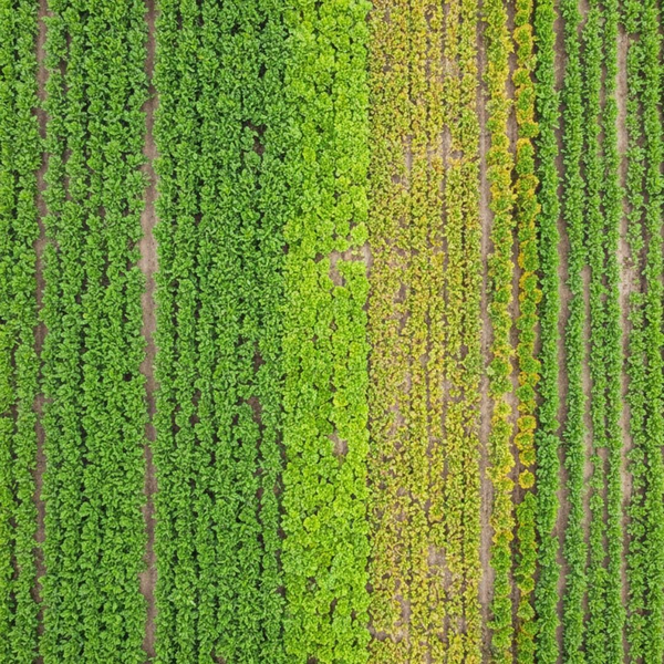 An aerial NDVI-style view of a crop field showing variations in plant health and stress.