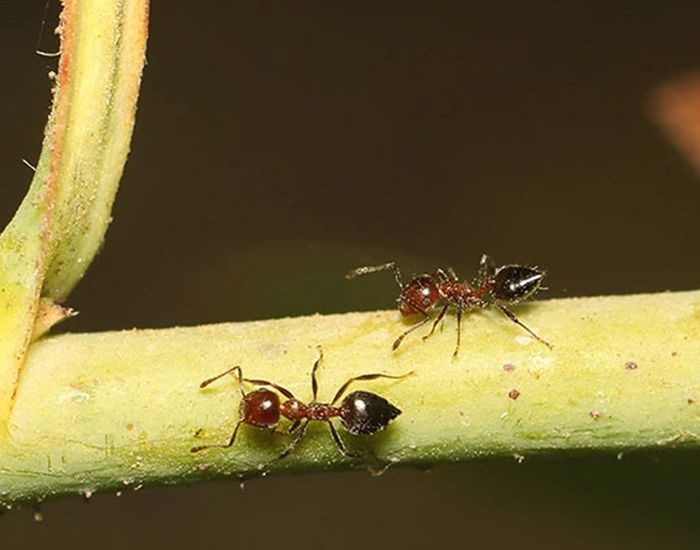 svc-pest-04.jpg