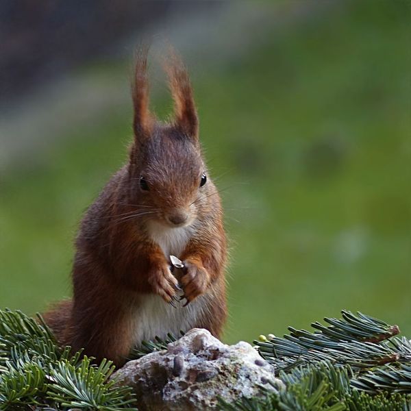 red squirrel red squirrel