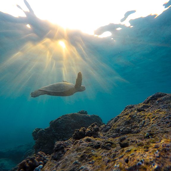 seaturtle.jpg