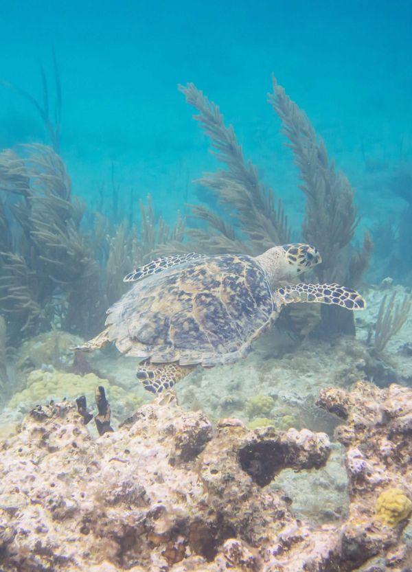 turtle-scaled.jpg