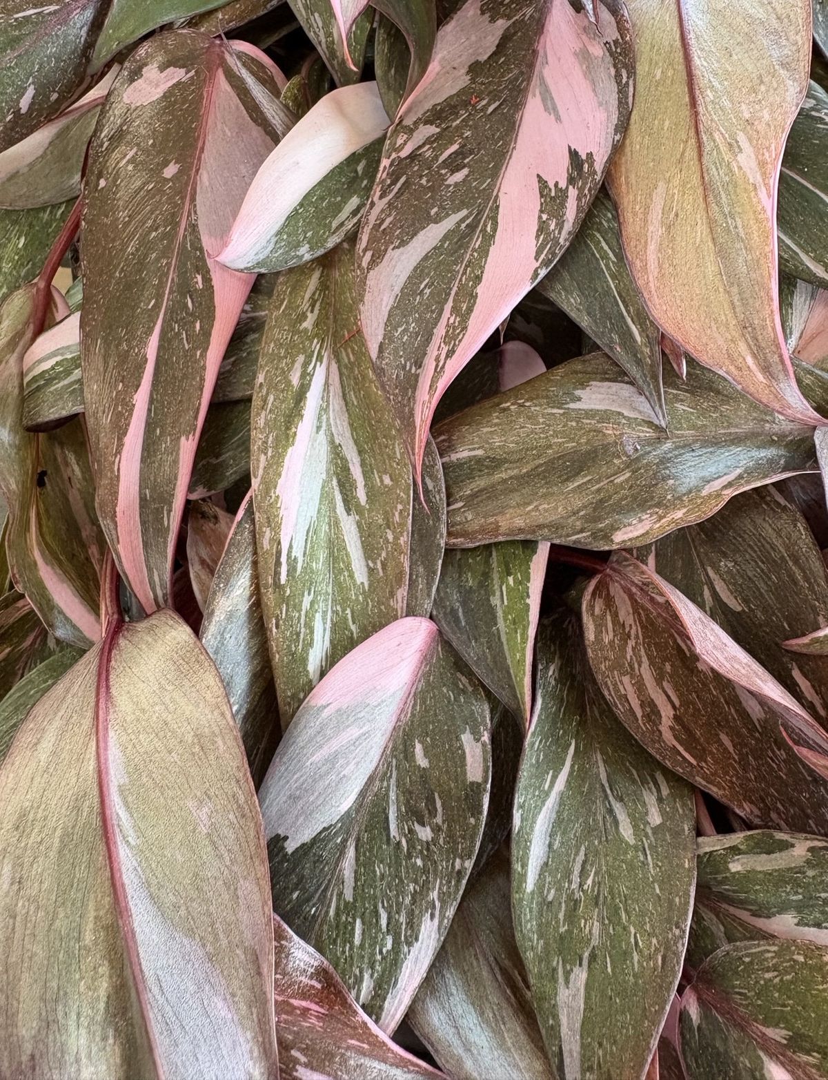 Marble Pink Princess Philodendron