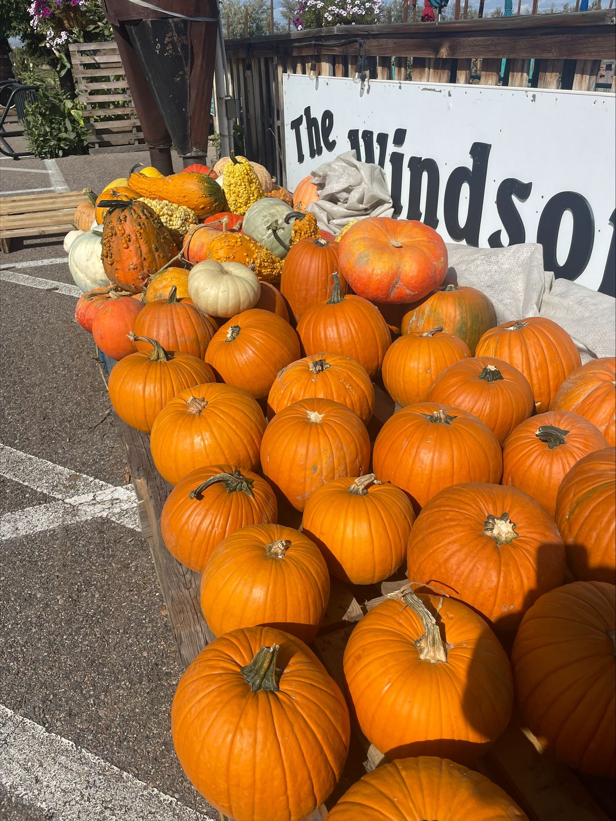 Local Pumpkin