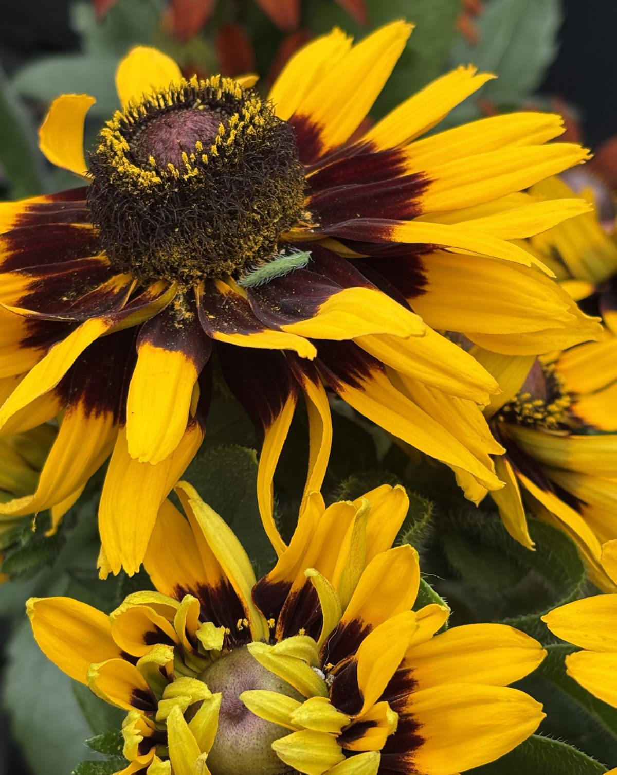 Black eyed Susan